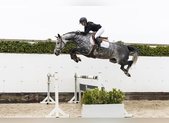 Zangersheide, Merrie, 5 Jaar, 165 cm