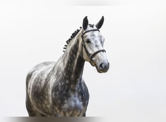 Zangersheide, Merrie, 5 Jaar, 165 cm