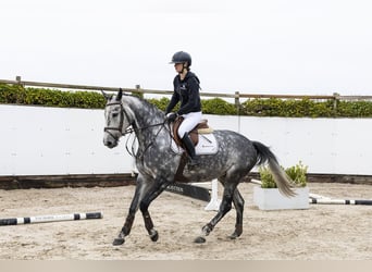 Zangersheide, Merrie, 5 Jaar, 165 cm