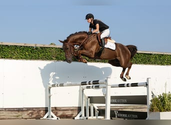 Zangersheide, Merrie, 5 Jaar, 165 cm, Vos