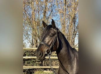 Zangersheide, Merrie, 5 Jaar, 165 cm, Zwartbruin