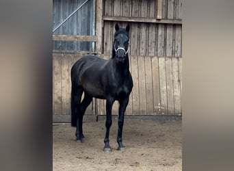 Zangersheide, Merrie, 5 Jaar, 165 cm, Zwartbruin