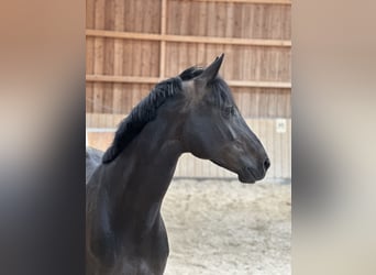 Zangersheide, Merrie, 5 Jaar, 165 cm, Zwartbruin