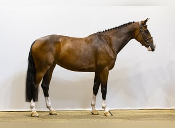 Zangersheide, Merrie, 5 Jaar, 166 cm, Brauner