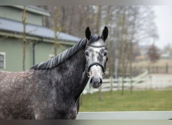 Zangersheide, Merrie, 5 Jaar, 166 cm, Schimmel