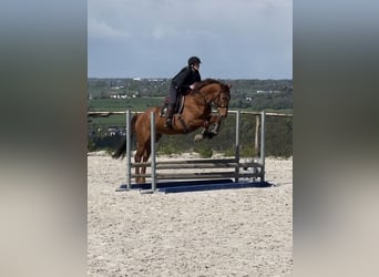 Zangersheide, Merrie, 5 Jaar, 166 cm