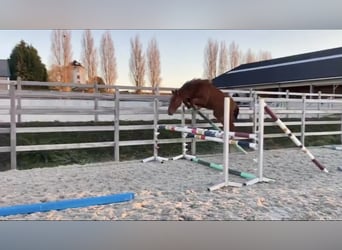 Zangersheide, Merrie, 5 Jaar, 166 cm
