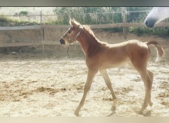 Zangersheide, Merrie, 5 Jaar, 166 cm