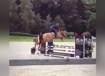 Zangersheide, Merrie, 5 Jaar, 166 cm