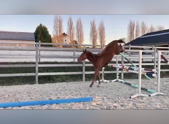 Zangersheide, Merrie, 5 Jaar, 166 cm