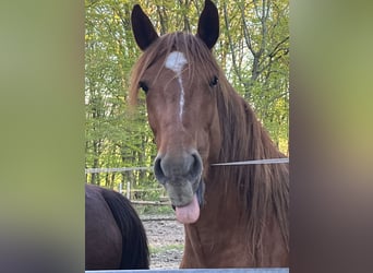 Zangersheide Mix, Merrie, 5 Jaar, 166 cm, Vos