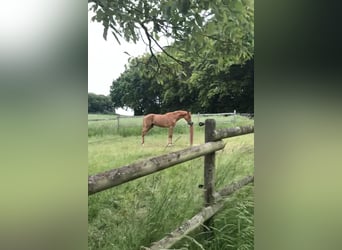 Zangersheide Mix, Merrie, 5 Jaar, 166 cm, Vos