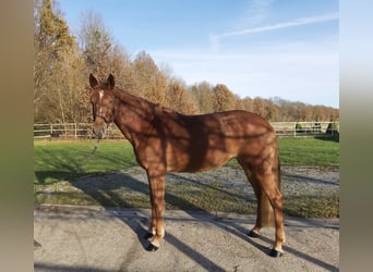 Zangersheide Mix, Merrie, 5 Jaar, 166 cm, Vos