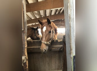 Zangersheide Mix, Merrie, 5 Jaar, 166 cm, Vos