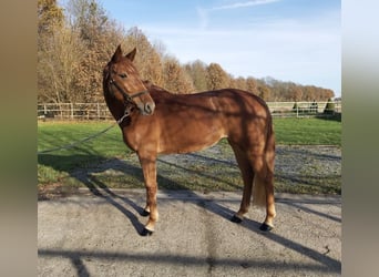 Zangersheide Mix, Merrie, 5 Jaar, 166 cm, Vos