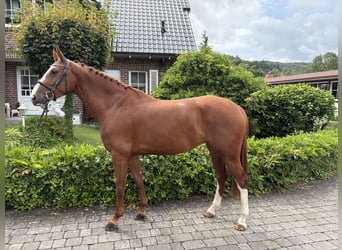 Zangersheide, Merrie, 5 Jaar, 166 cm, Vos