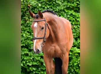 Zangersheide, Merrie, 5 Jaar, 167 cm, Bruin