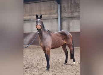 Zangersheide, Merrie, 5 Jaar, 167 cm, Bruin