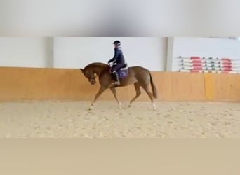 Zangersheide, Merrie, 5 Jaar, 167 cm, Vos