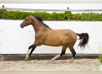 Zangersheide, Merrie, 5 Jaar, 168 cm, Bruin