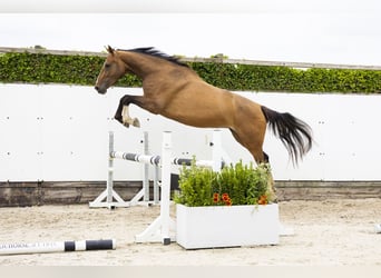 Zangersheide, Merrie, 5 Jaar, 168 cm, Bruin