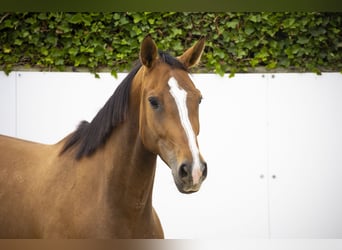 Zangersheide, Merrie, 5 Jaar, 168 cm, Bruin