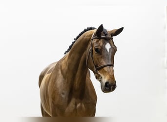 Zangersheide, Merrie, 5 Jaar, 168 cm, Bruin