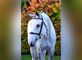 Zangersheide, Merrie, 5 Jaar, 168 cm, Schimmel