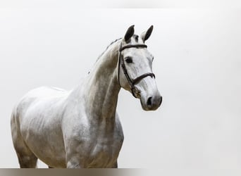 Zangersheide, Merrie, 5 Jaar, 168 cm, Schimmel