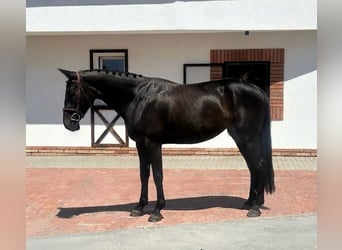 Zangersheide, Merrie, 5 Jaar, 168 cm, Zwart