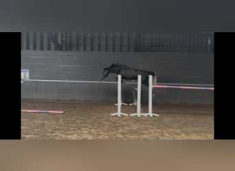 Zangersheide, Merrie, 5 Jaar, 168 cm, Zwartschimmel