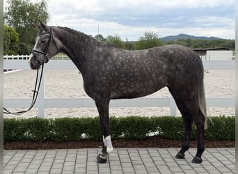 Zangersheide, Merrie, 5 Jaar, 169 cm, Appelschimmel