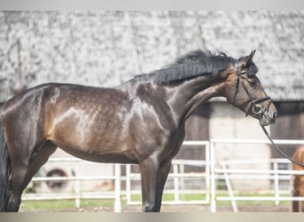 Zangersheide, Merrie, 5 Jaar, 169 cm, Zwartbruin