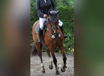 Zangersheide, Merrie, 5 Jaar, 170 cm, Bruin