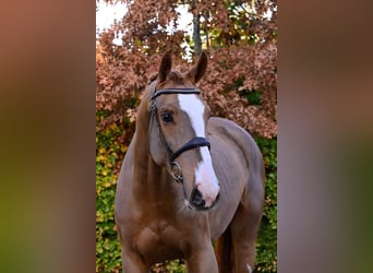 Zangersheide, Merrie, 5 Jaar, 170 cm, Vos