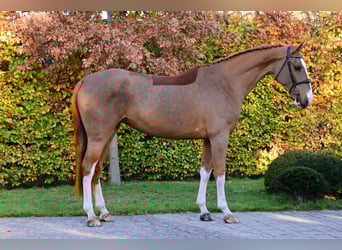 Zangersheide, Merrie, 5 Jaar, 170 cm, Vos