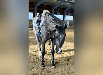 Zangersheide, Merrie, 5 Jaar, 170 cm, Zwart