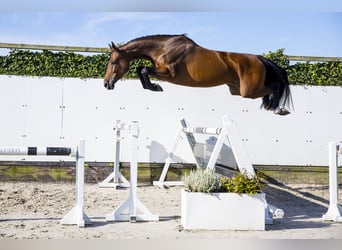 Zangersheide, Merrie, 5 Jaar, 171 cm, Brauner