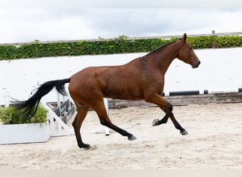 Zangersheide, Merrie, 5 Jaar, 171 cm, Bruin