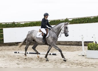 Zangersheide, Merrie, 5 Jaar, 171 cm, Schimmel