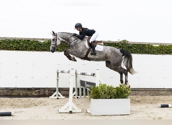 Zangersheide, Merrie, 5 Jaar, 171 cm, Schimmel