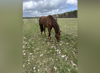 Zangersheide, Merrie, 5 Jaar, 172 cm, Donkere-vos