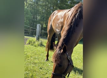 Zangersheide, Merrie, 5 Jaar, 172 cm, Donkere-vos