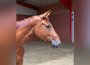 Zangersheide, Merrie, 5 Jaar, 172 cm, Vos