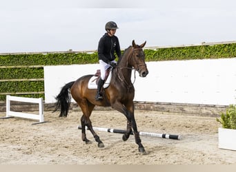 Zangersheide, Merrie, 5 Jaar, 174 cm, Bruin