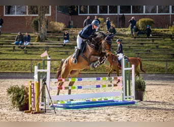 Zangersheide, Merrie, 5 Jaar, 174 cm, Donkerbruin