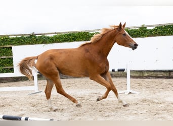 Zangersheide, Merrie, 5 Jaar, 177 cm, Vos