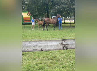 Zangersheide, Merrie, 5 Jaar, Bruin