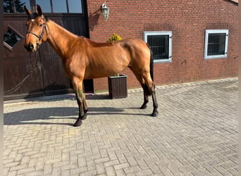 Zangersheide, Merrie, 5 Jaar, Bruin