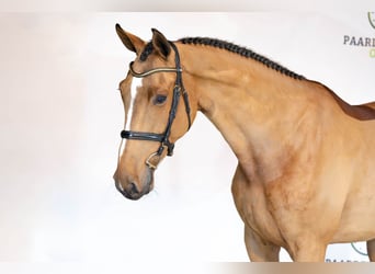 Zangersheide, Merrie, 5 Jaar, Bruin